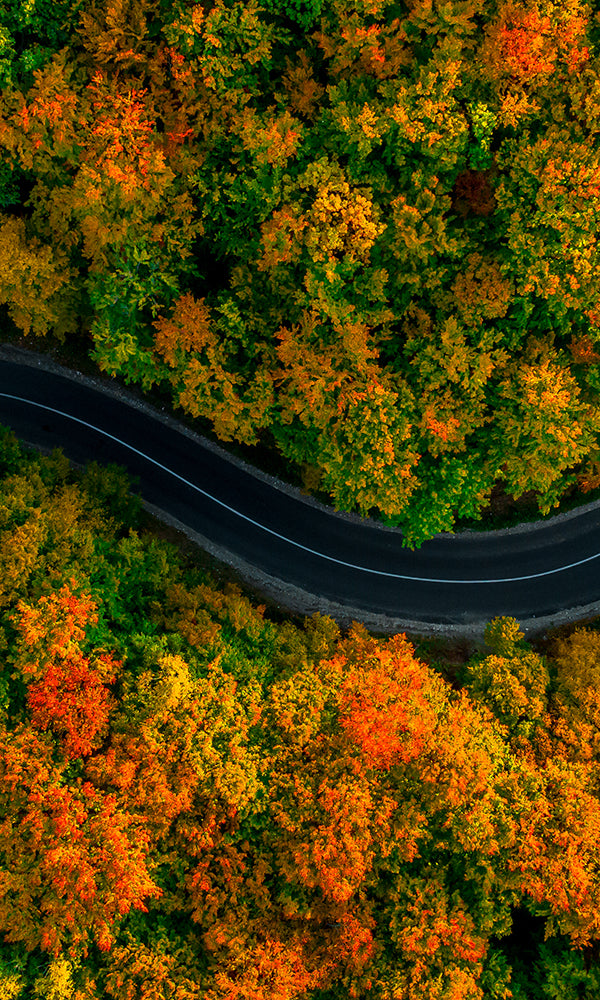 Autumn Winding Road Natured Inspired Mural Wallpaper M9403