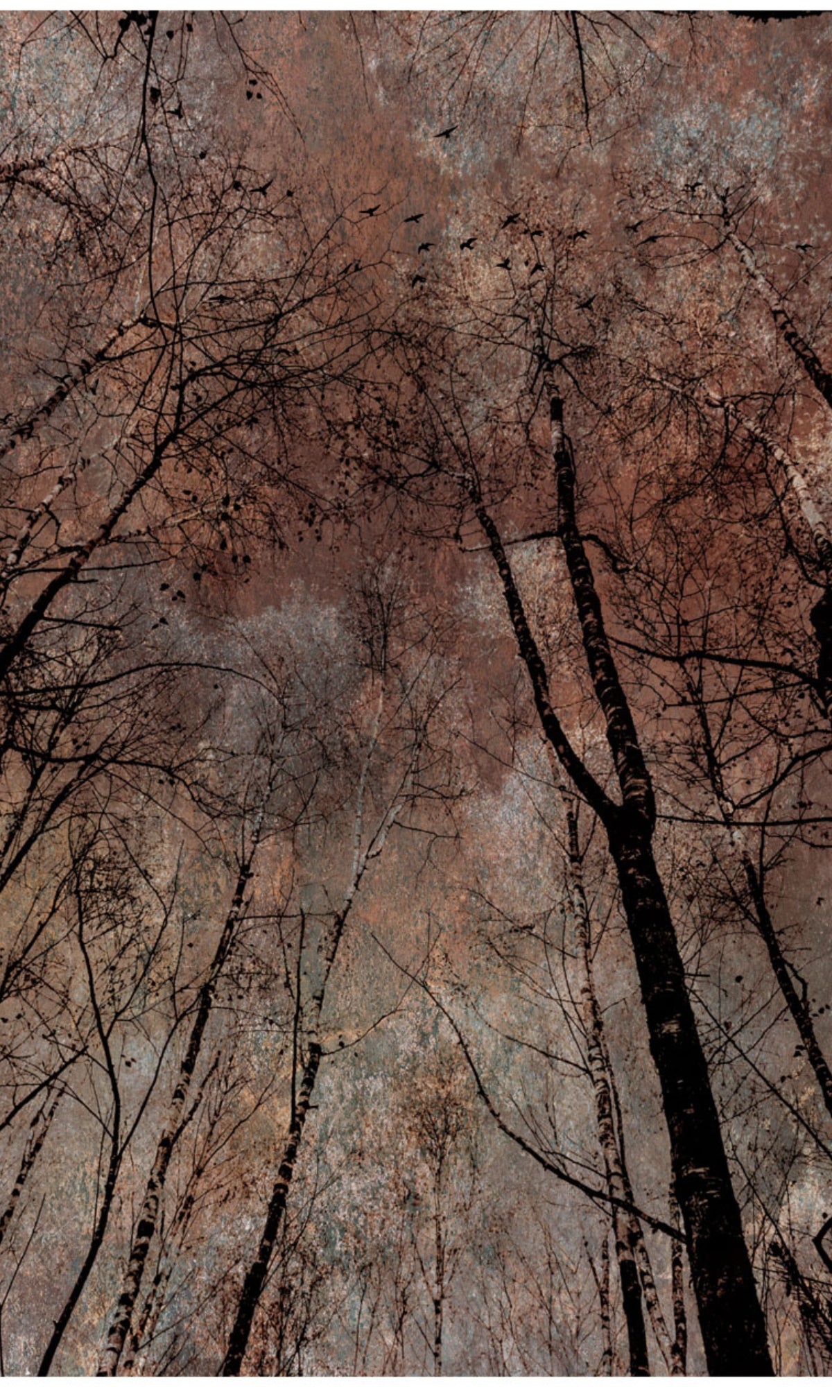 Orange Golden Trees Mural Wallpaper M1142