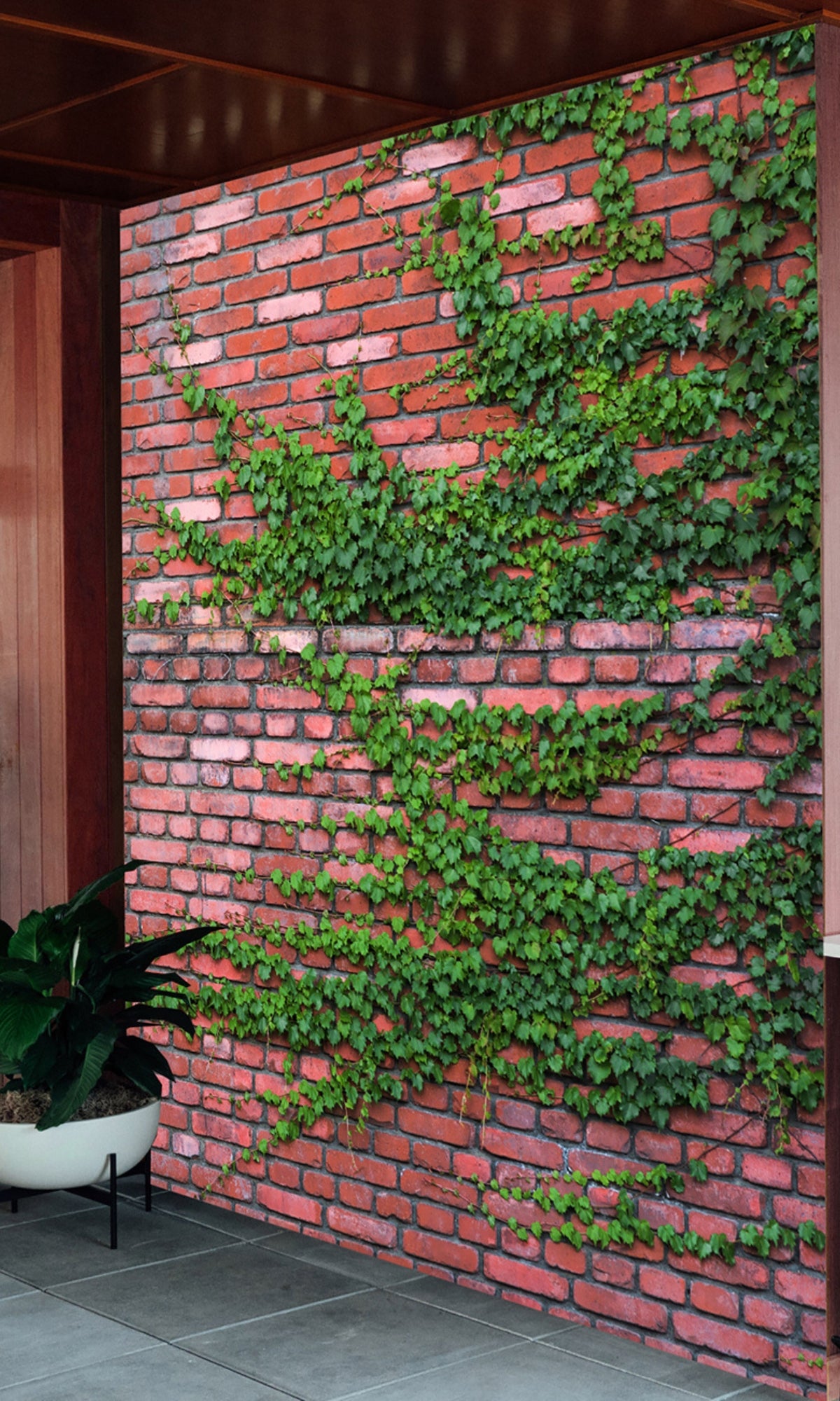 Red Creeping plants on red Bricks Mural Wallpaper M1256