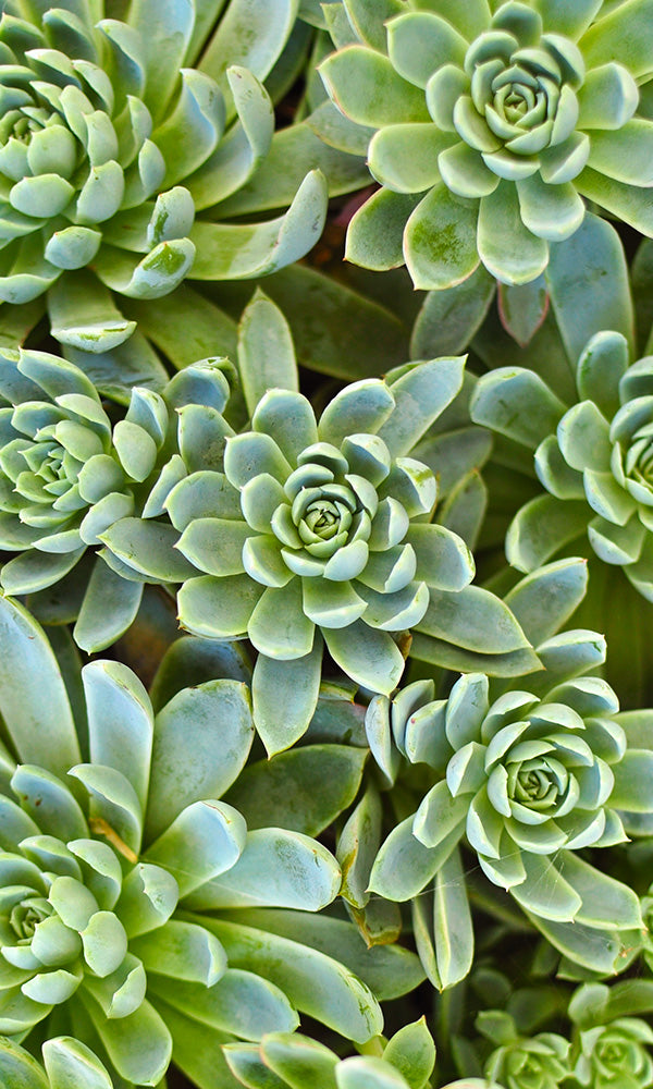 aesthetic succulent Blossoming Succulents Geometric Floral Wall Mural M9571, Centimeter / Non-woven