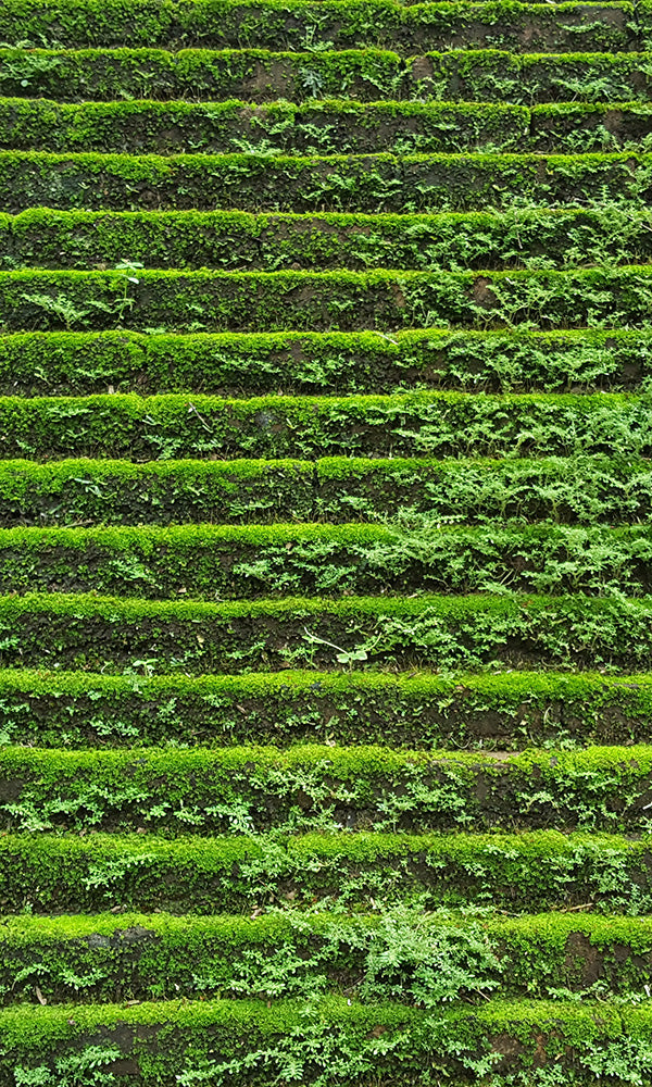 overgrowth mossy steps living wall wallpaper mural