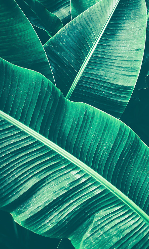overgrowth large banana leaf tropical jungle wallpaper mural