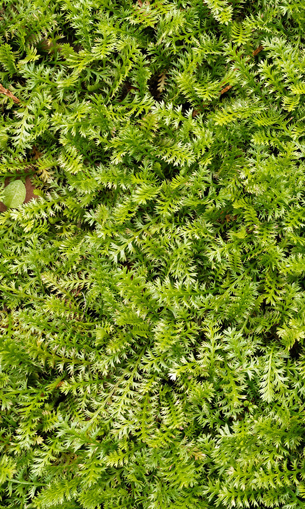 overgrowth fern leaf living wall wallpaper mural