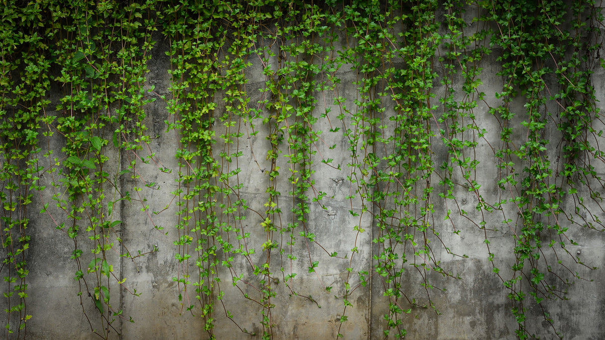 overgrowth concrete wall with ivy living wall wallpaper mural