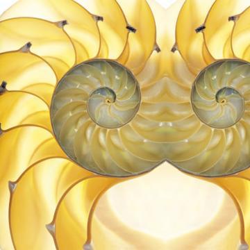 Yellow Seashell Mural Wallpaper M8922. Yellow digital wallpaper. Digital wallcoverings.