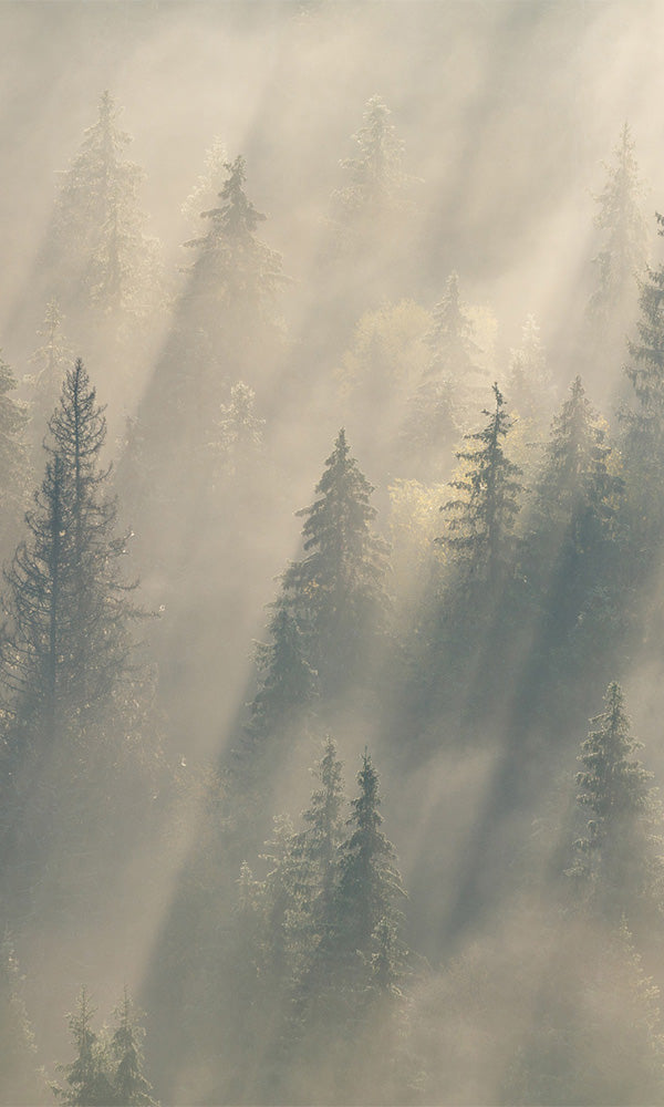 forest fog wallpaper