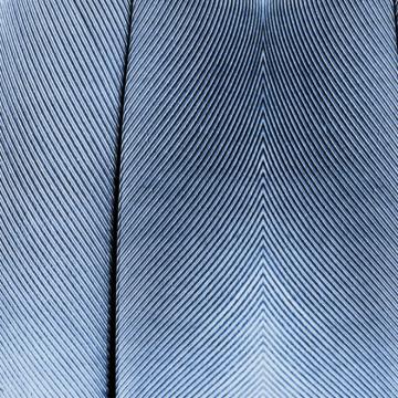 Grey Quill Mural Wallpaper M8942