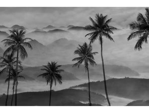 Black And White Tropical Trees Mural  Wallpaper M1263