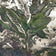 Palm Leaf