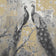 Goshawk Grey
