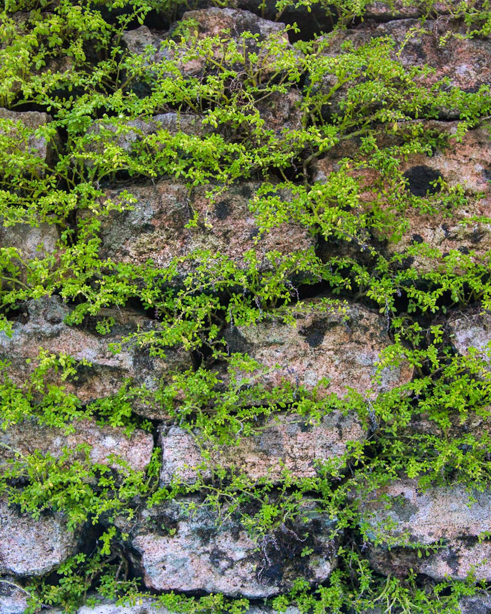 Moss Through Stone M9572