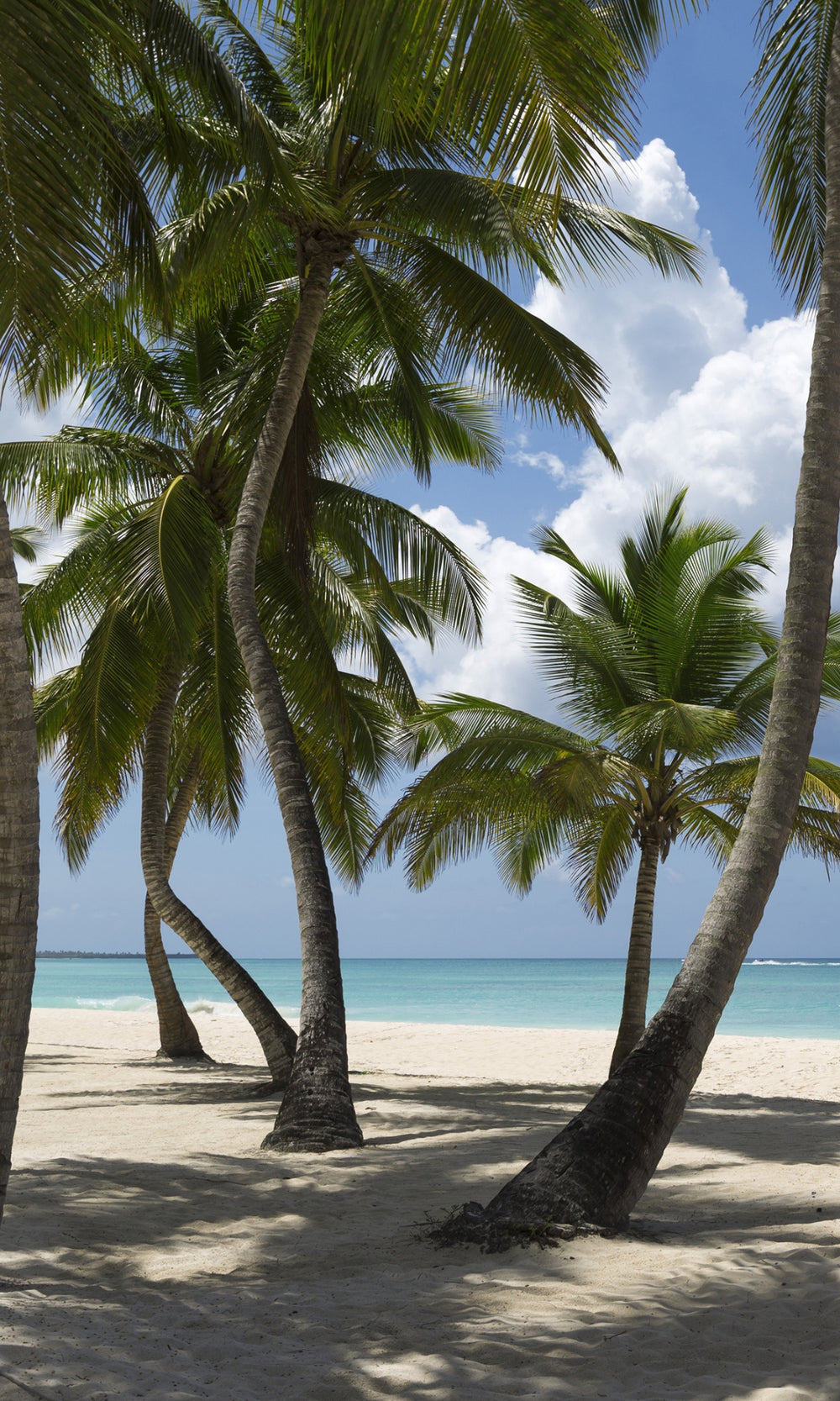 MultiColor Palm trees on the Beach Mural Wallpaper M1133