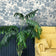Navy Cream