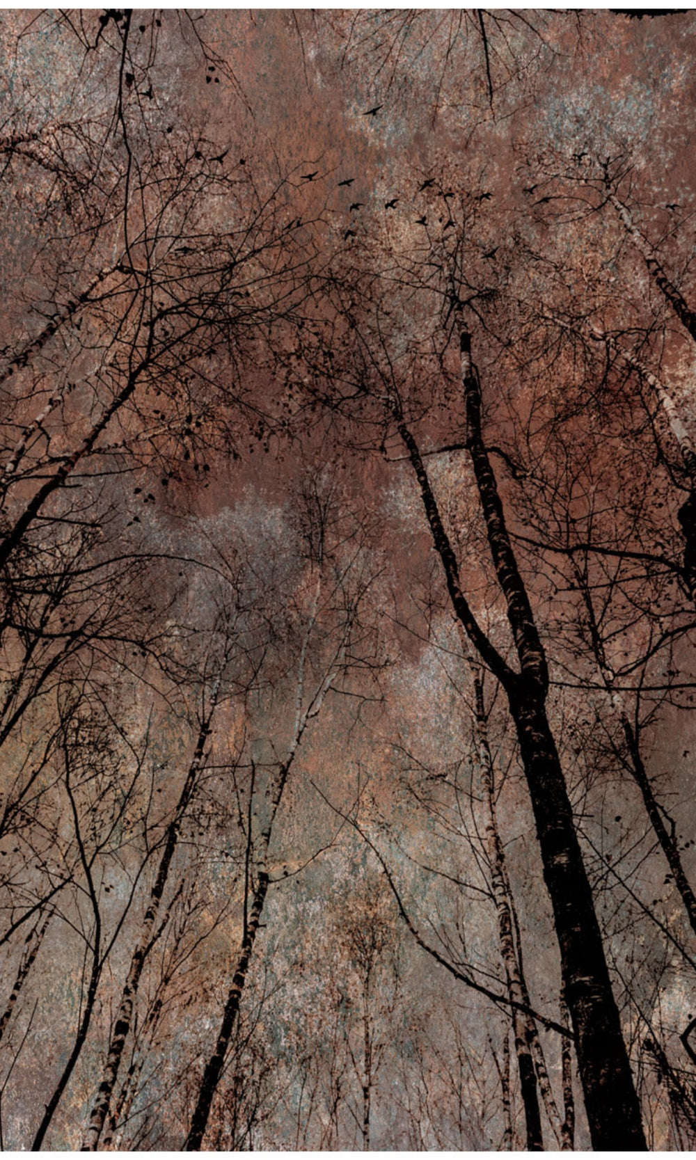 Orange Golden Trees Mural Wallpaper M1142
