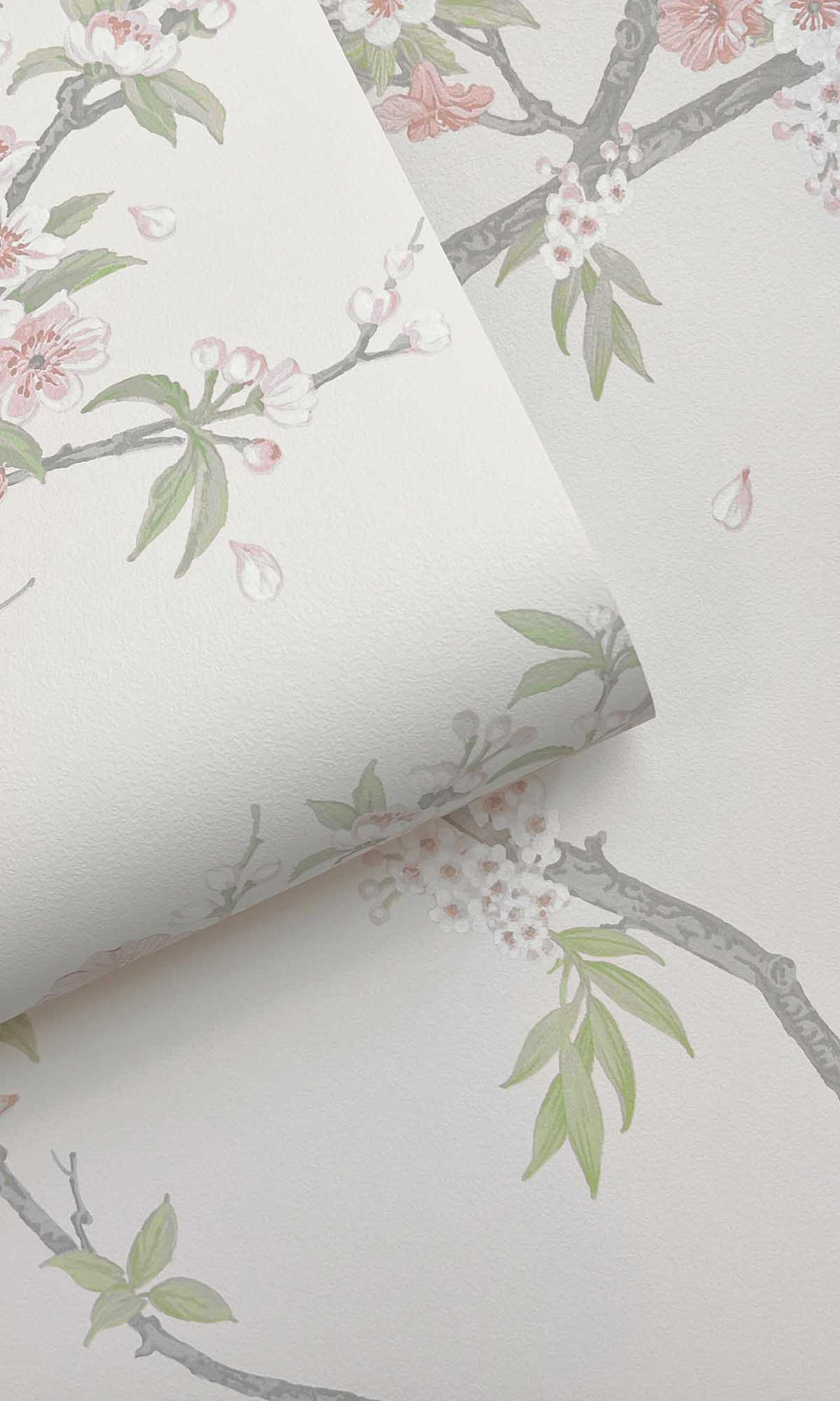 Pink Cream Blooming Cherries Wallpaper R10077