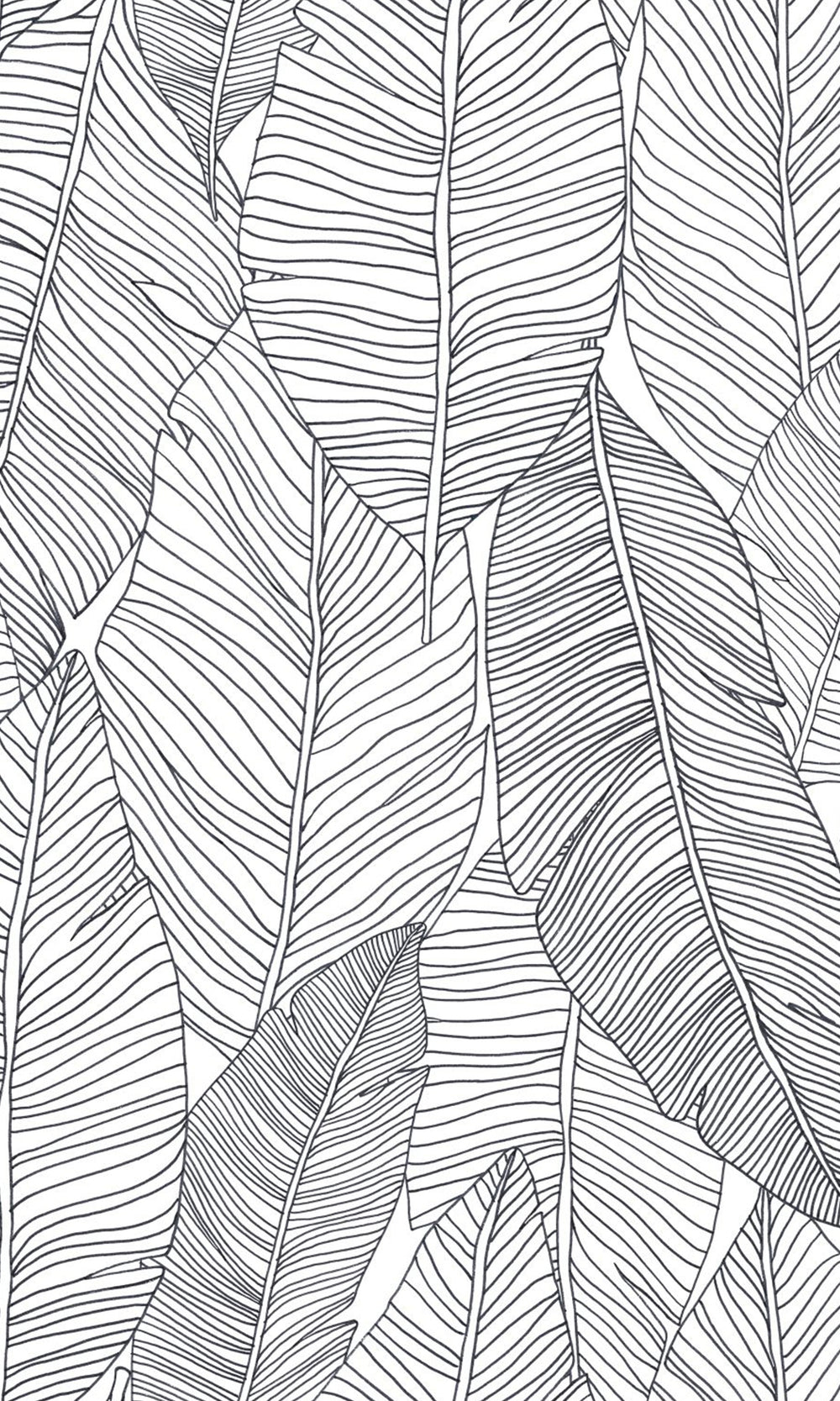 Black and White Pen Drawn Leaves Wallpaper, banana leaf backdrop, banana leaf wallpaper, banana leaf wallcovering, banana leaves wallpaper, banana leaf wallpaper for home, banana leaf background, banana leaves wallpaper walls, banana leaves wallpaper for walls, banana leaves wallpaper
