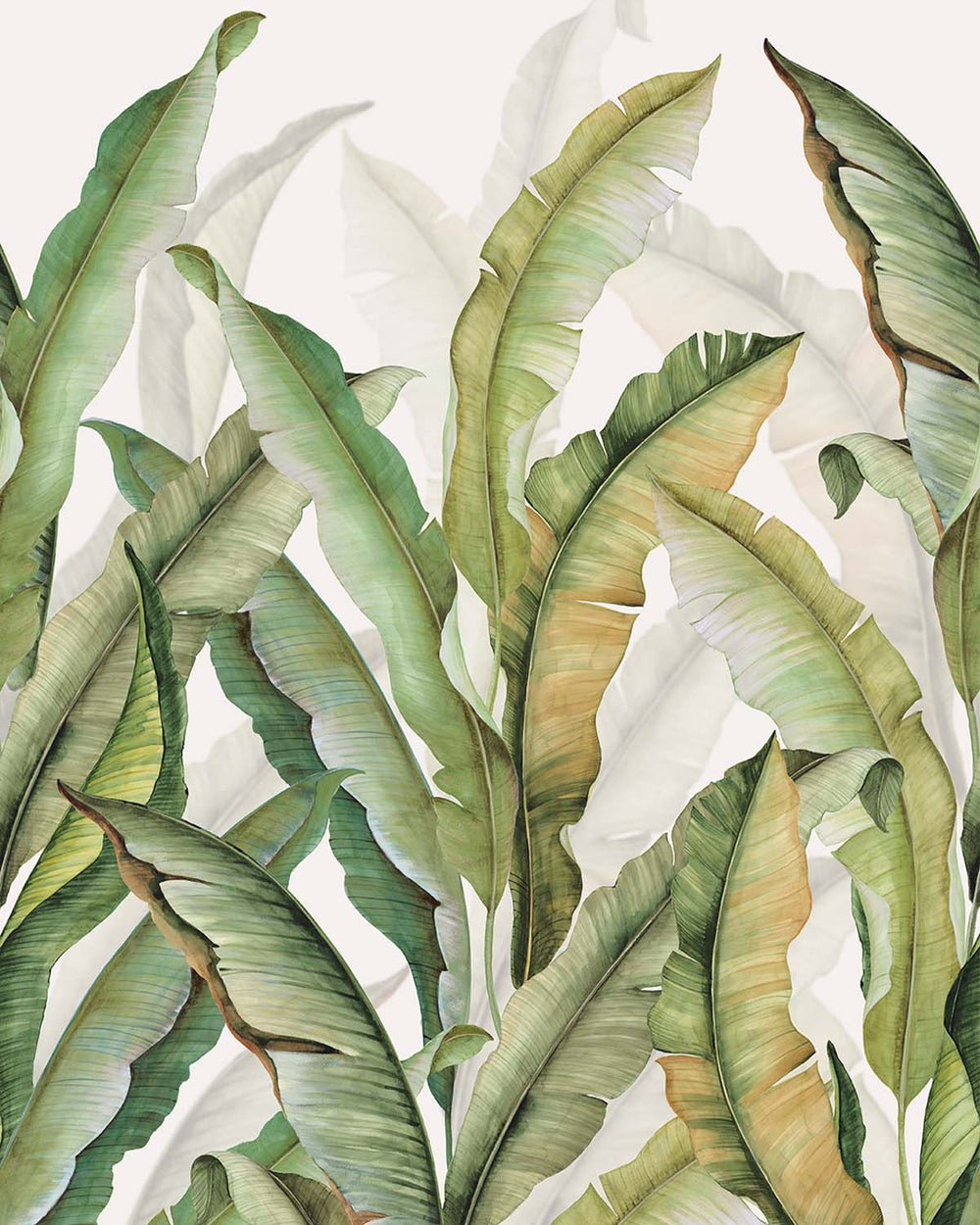 Sheer Green Watercolor Banana Leaf  Residential Mural RM9265