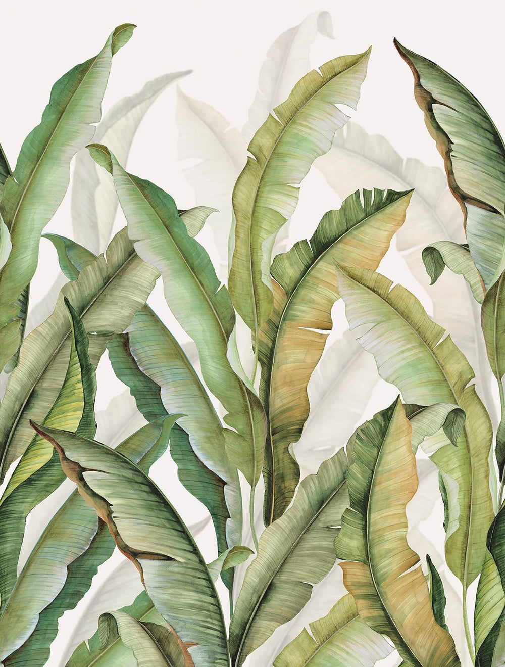 Sheer Green Watercolor Banana Leaf  Residential Mural RM9265