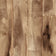 Tan Oak