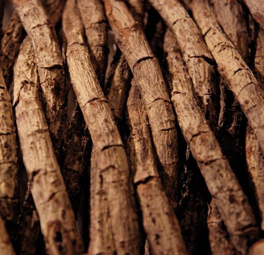 Brown Twined Roots Mural M9029-Sample