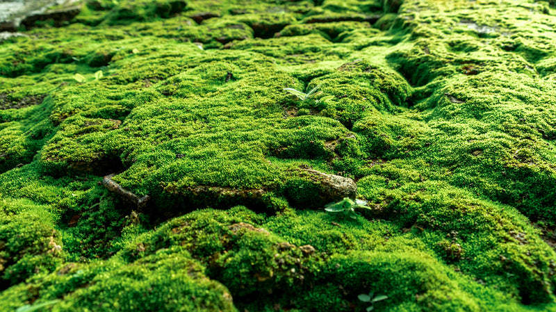 Mossy Surface M9298