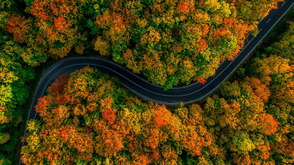 Autumn Winding Road Natured Inspired Wall Mural M9403