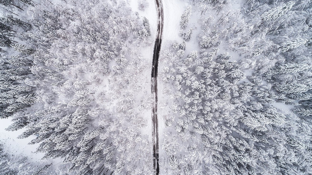 Driving Through Winter Forest Grey Mural M9404 - Sample