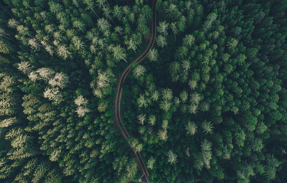 The Hidden Road Mural Wallpaper M9406 - Sample