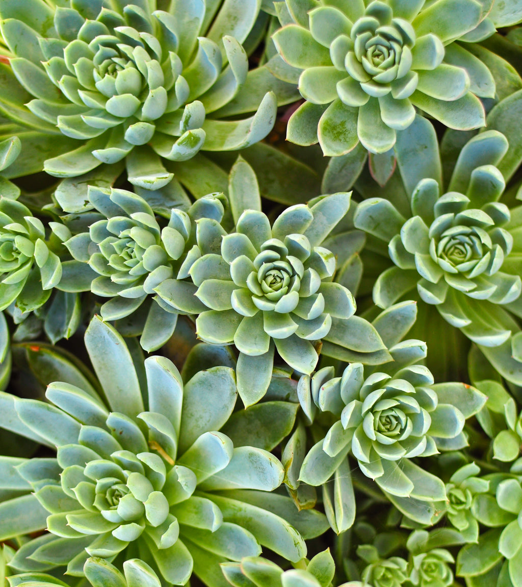 overgrowth succulents nature living wall wallpaper mural