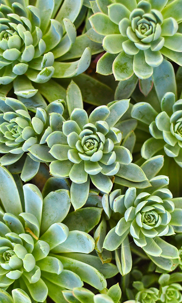overgrowth succulents nature living wall wallpaper mural