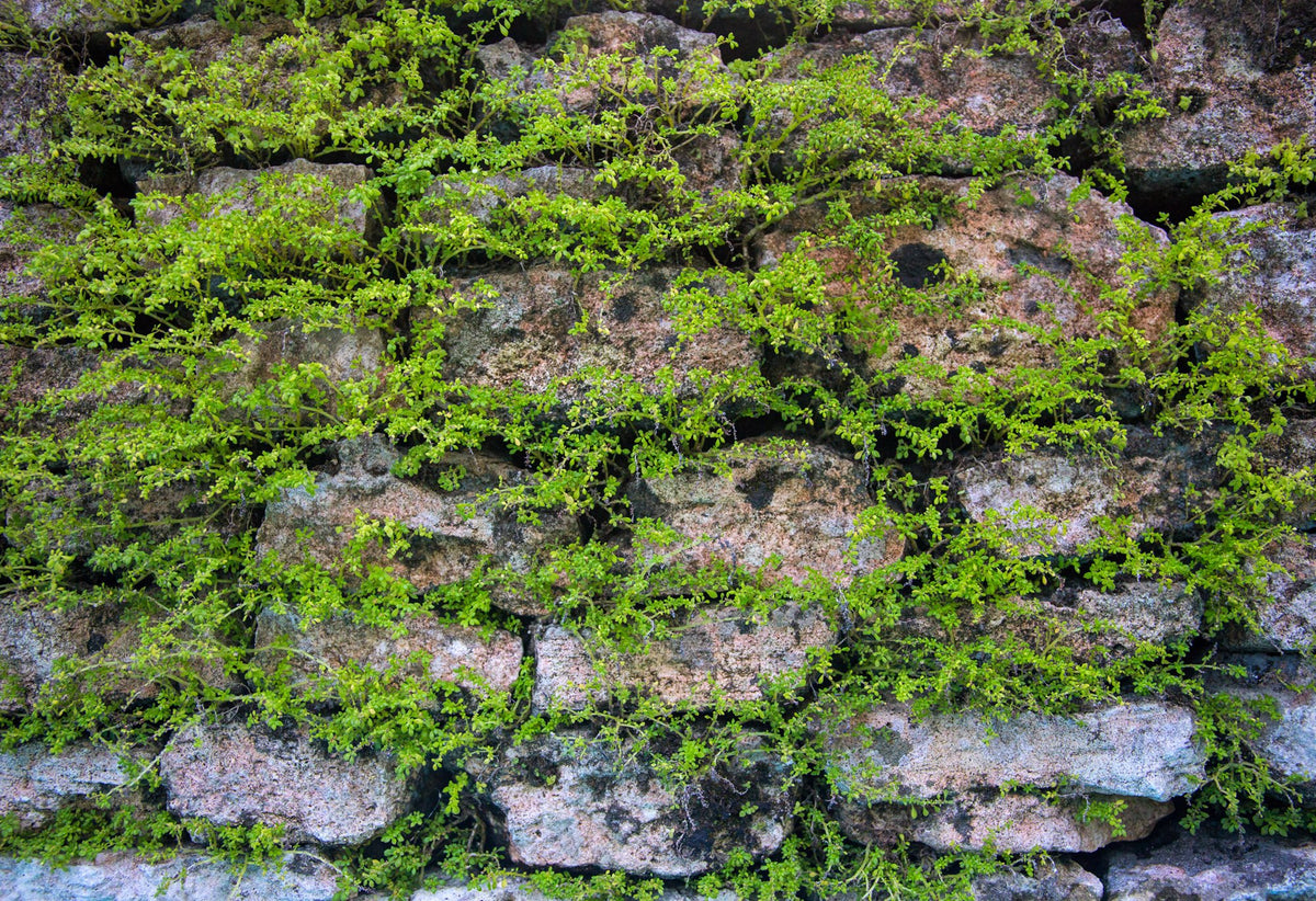 overgrowth mossy stone living wall wallpaper mural