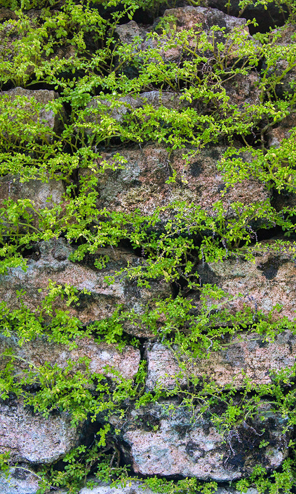 overgrowth mossy stone living wall wallpaper mural