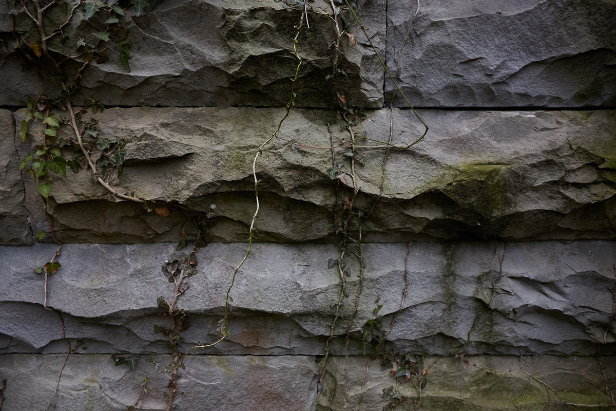 overgrowth living wall stone wallpaper mural