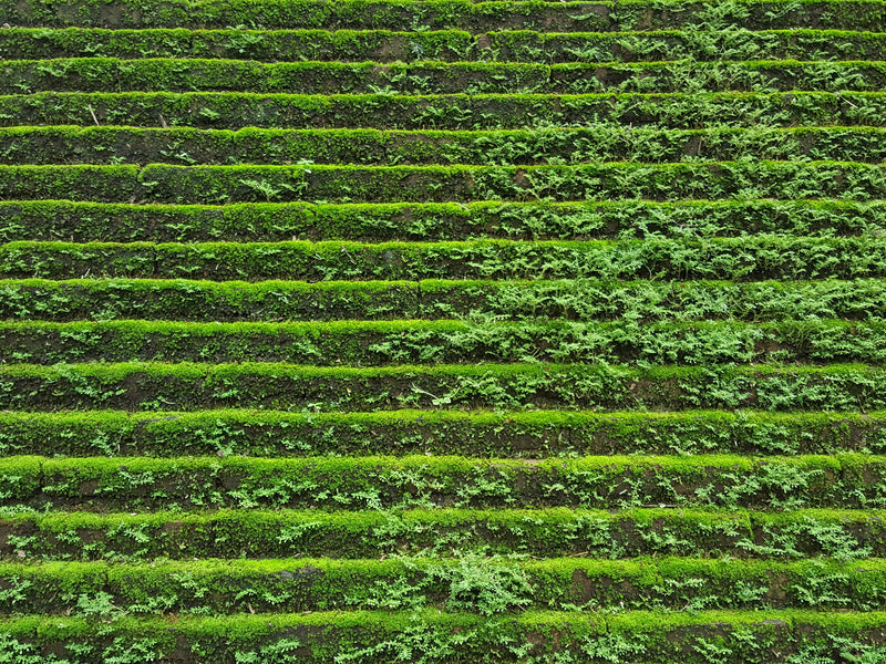 overgrowth mossy steps living wall wallpaper mural