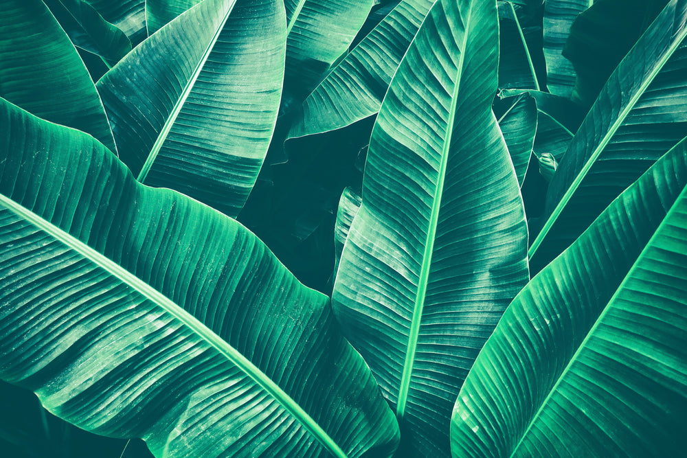 overgrowth large banana leaf tropical jungle wallpaper mural