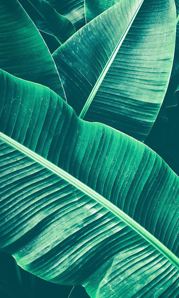 overgrowth large banana leaf tropical jungle wallpaper mural