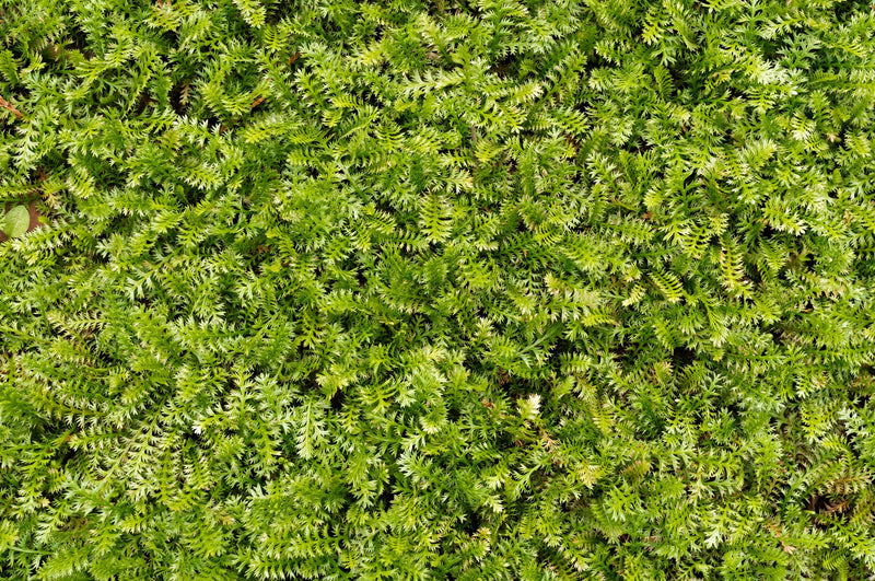 overgrowth fern leaf living wall wallpaper mural