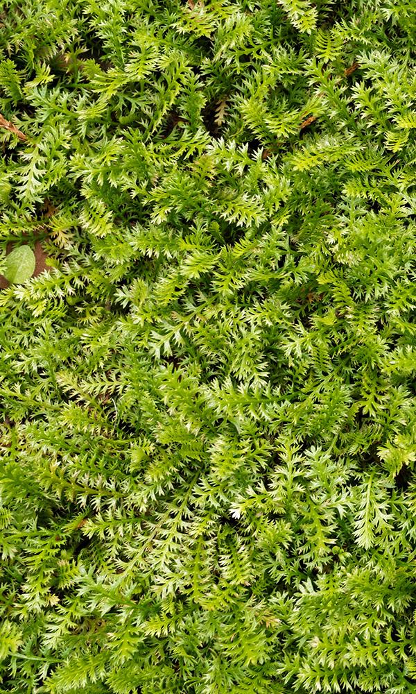 overgrowth fern leaf living wall wallpaper mural