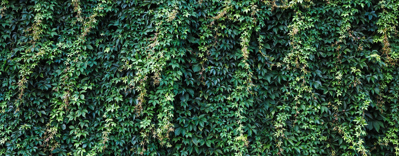 overgrowth climbing ivy leaves living wall nature wallpaper mural