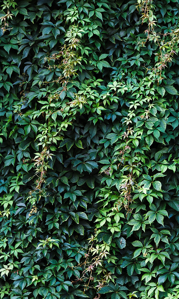 overgrowth climbing ivy leaves living wall nature wallpaper mural