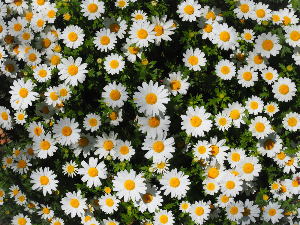 overgrowth daisies living wall wallpaper mural
