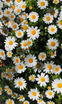 overgrowth daisies living wall wallpaper mural