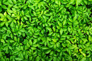 lush leaves living wall wallpaper mural