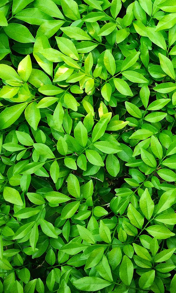 lush leaves living wall wallpaper mural