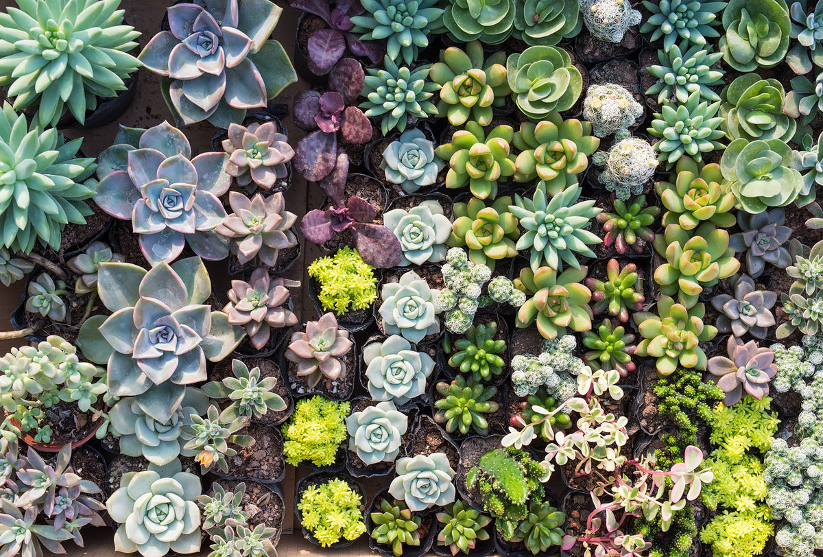 succulents wall Succulent Paradise Wall Mural M9584, Centimeter / Non-woven