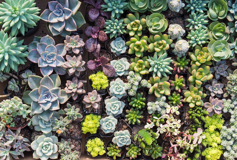 overgrowth diverse succulents living wall wallpaper mural