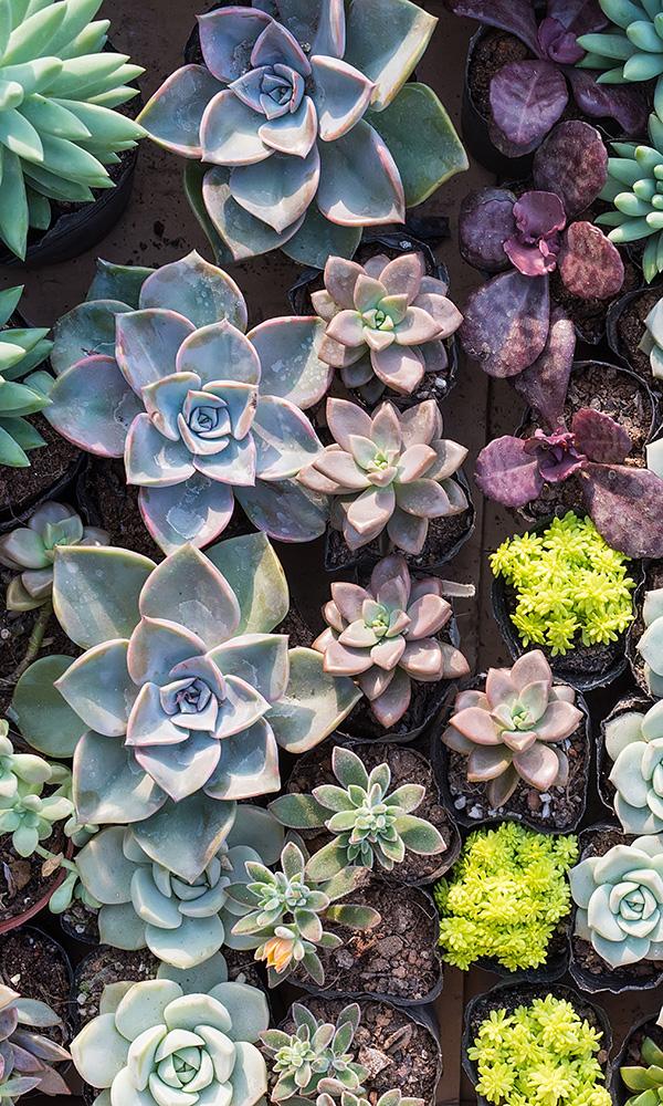 overgrowth diverse succulents living wall wallpaper mural