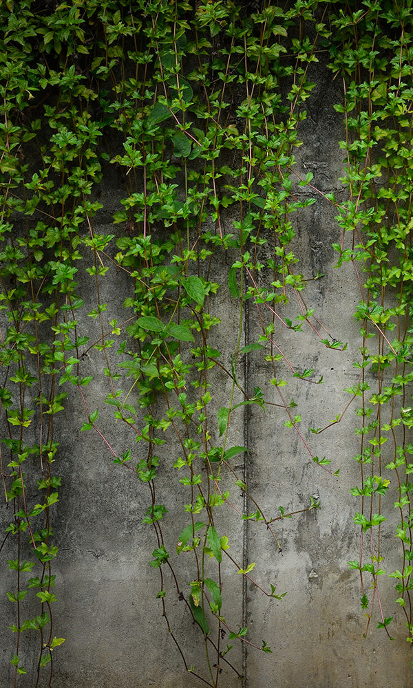 overgrowth concrete wall with ivy living wall wallpaper mural