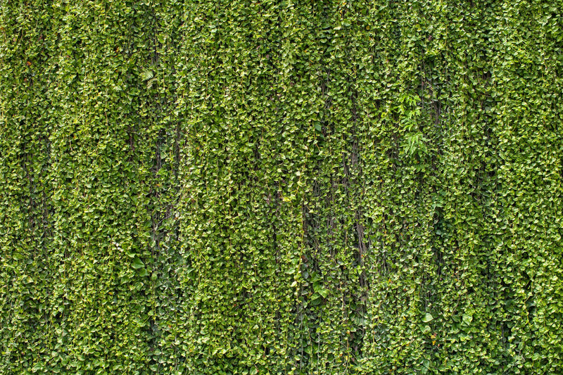 overgrowth hanging vines living wall wallpaper mural