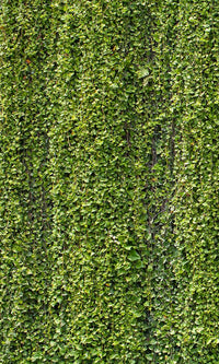 overgrowth hanging vines living wall wallpaper mural